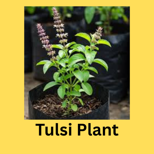 Tulsi plant