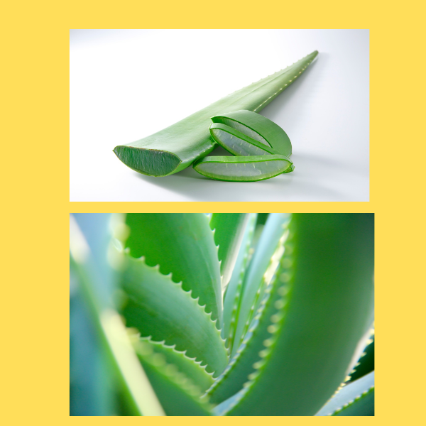 Aloe vera gel
