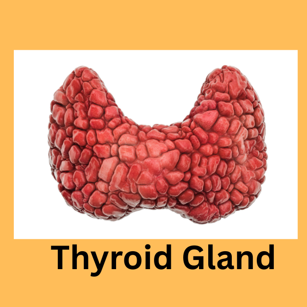 Butterfly shape thyroid gland