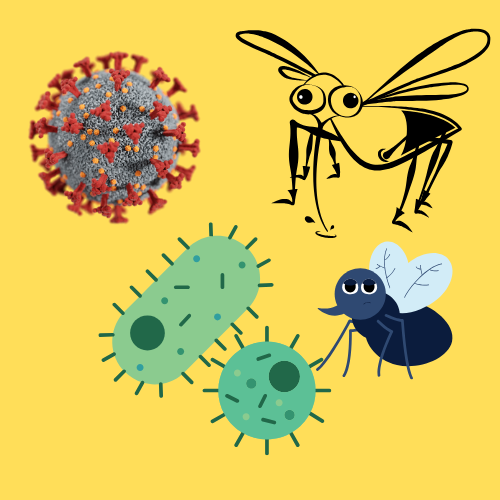dengue
