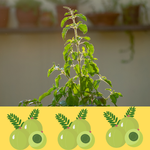 Tulsi Amla