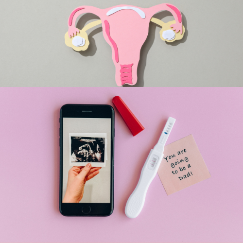 ovulation
